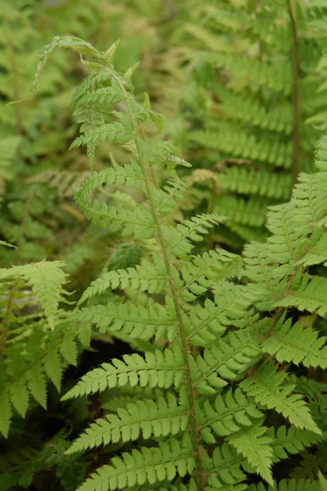 Polystichum setiferum
